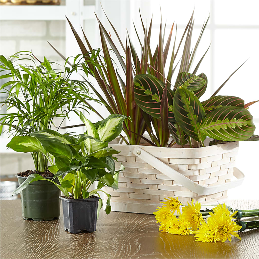 Florist Designed Blooming and Green Plants in a Basket – All About Flowers, Bellingham WA