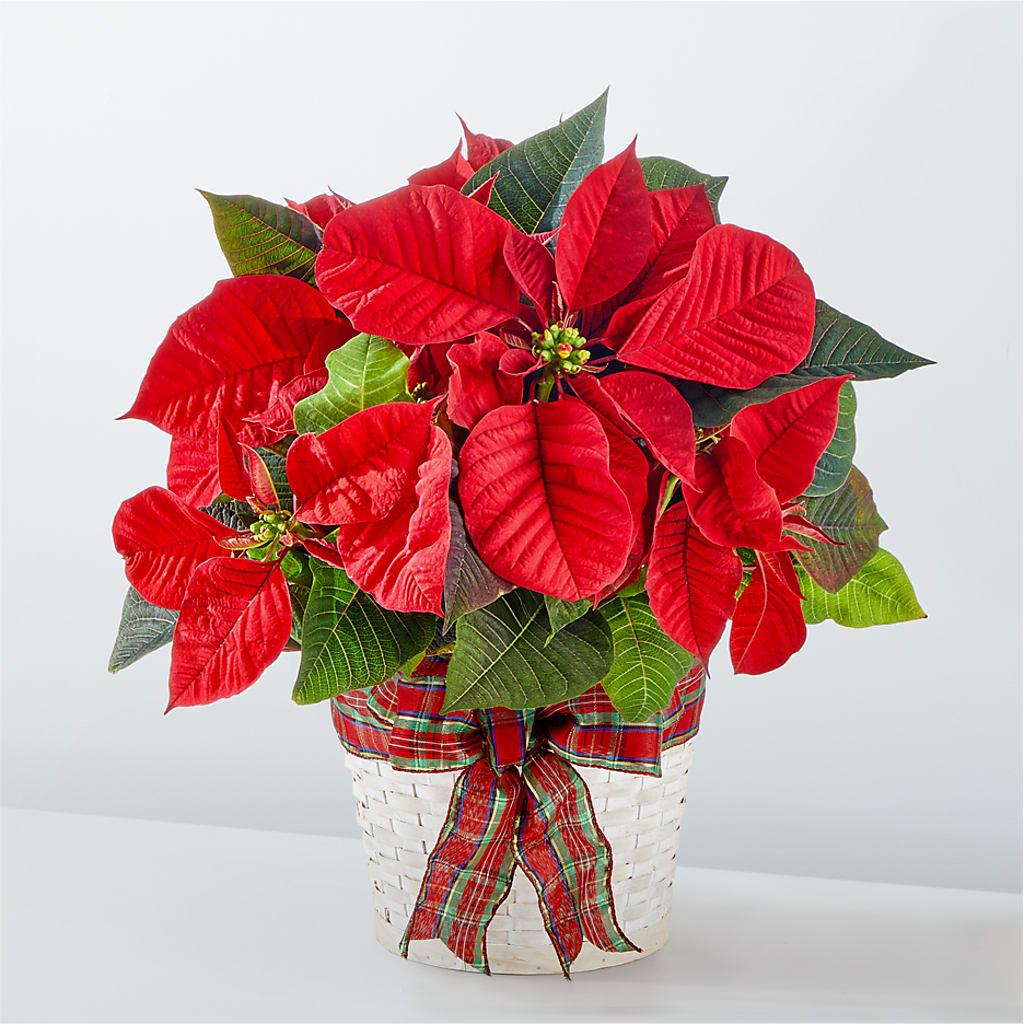Happiest Holidays Poinsettia – All About Flowers, Bellingham WA
