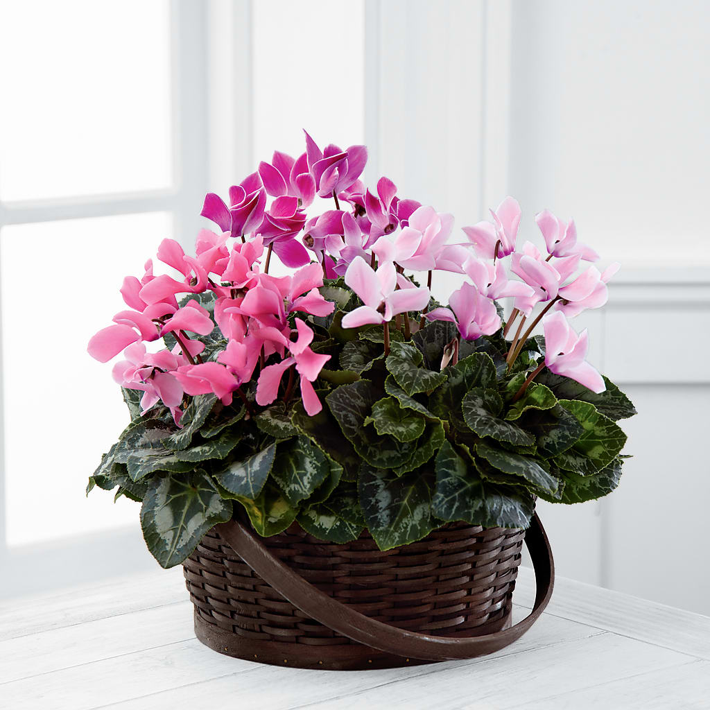 Mixed Cyclamen Planter – All About Flowers, Bellingham WA