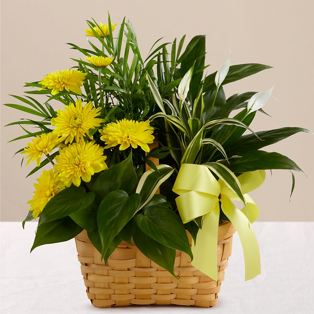 Loving Light Dishgarden – All About Flowers, Bellingham WA