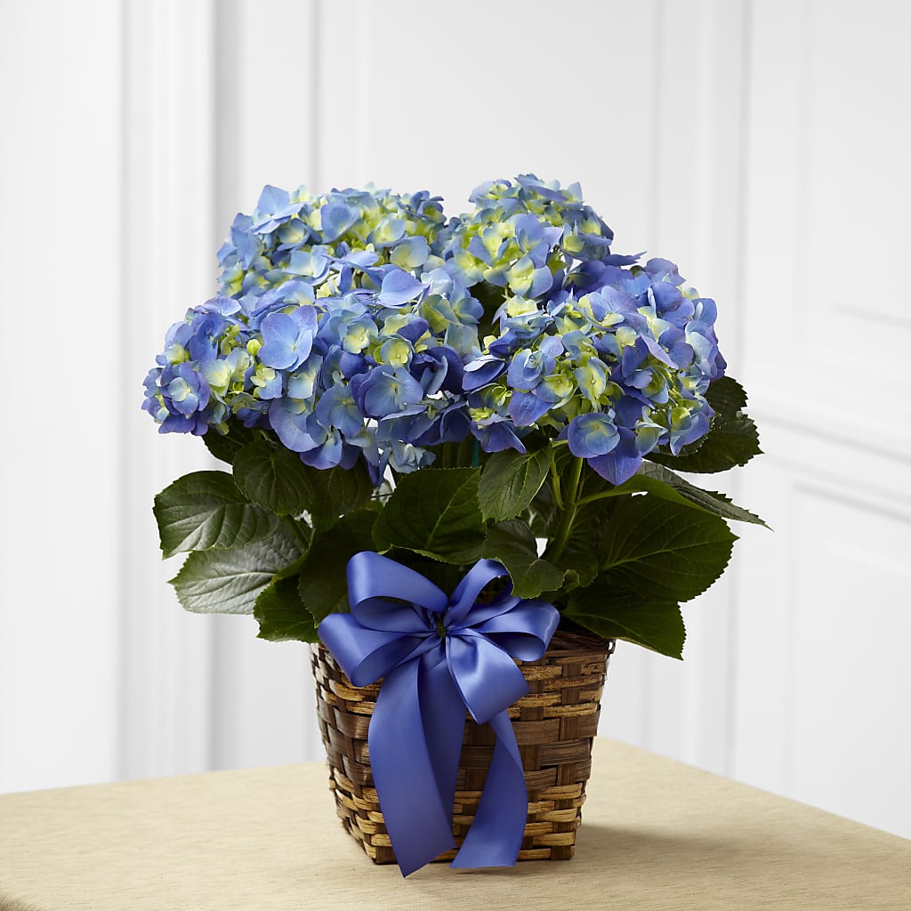 Blue Hydrangea Planter – All About Flowers, Bellingham WA