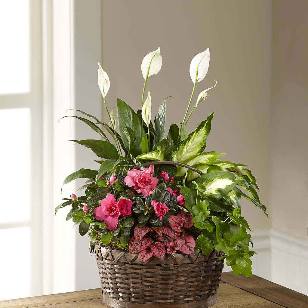 Dream in Pink Dishgarden – All About Flowers, Bellingham WA