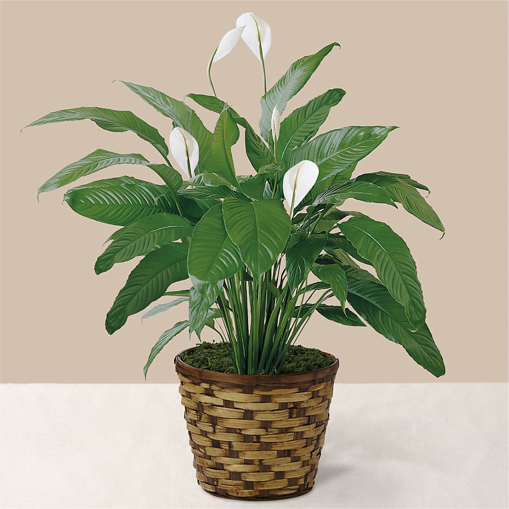 Tranquil Moments Peace Lily Plant – All About Flowers, Bellingham WA