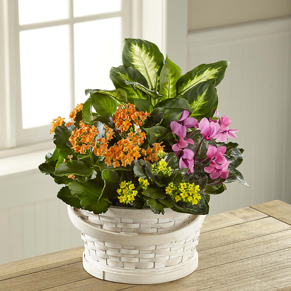 Color Crush Dishgarden – All About Flowers, Bellingham WA