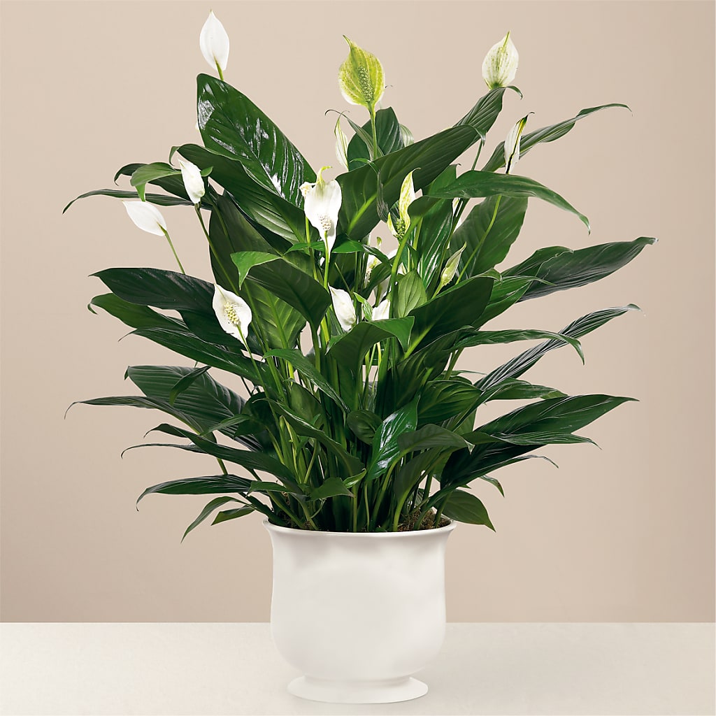 Comfort Planter – All About Flowers, Bellingham WA
