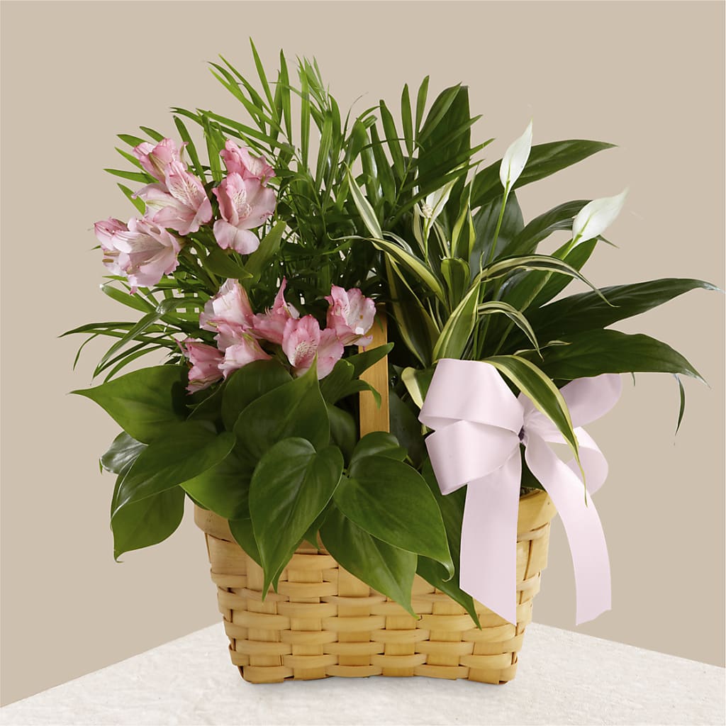 Living Spirit Dishgarden – All About Flowers, Bellingham WA