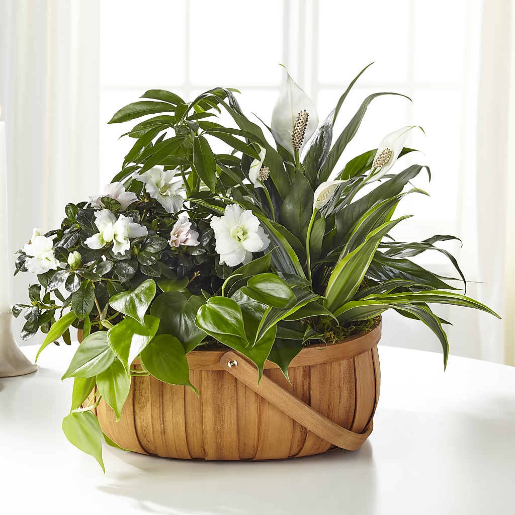 Serene Dishgarden – All About Flowers, Bellingham WA