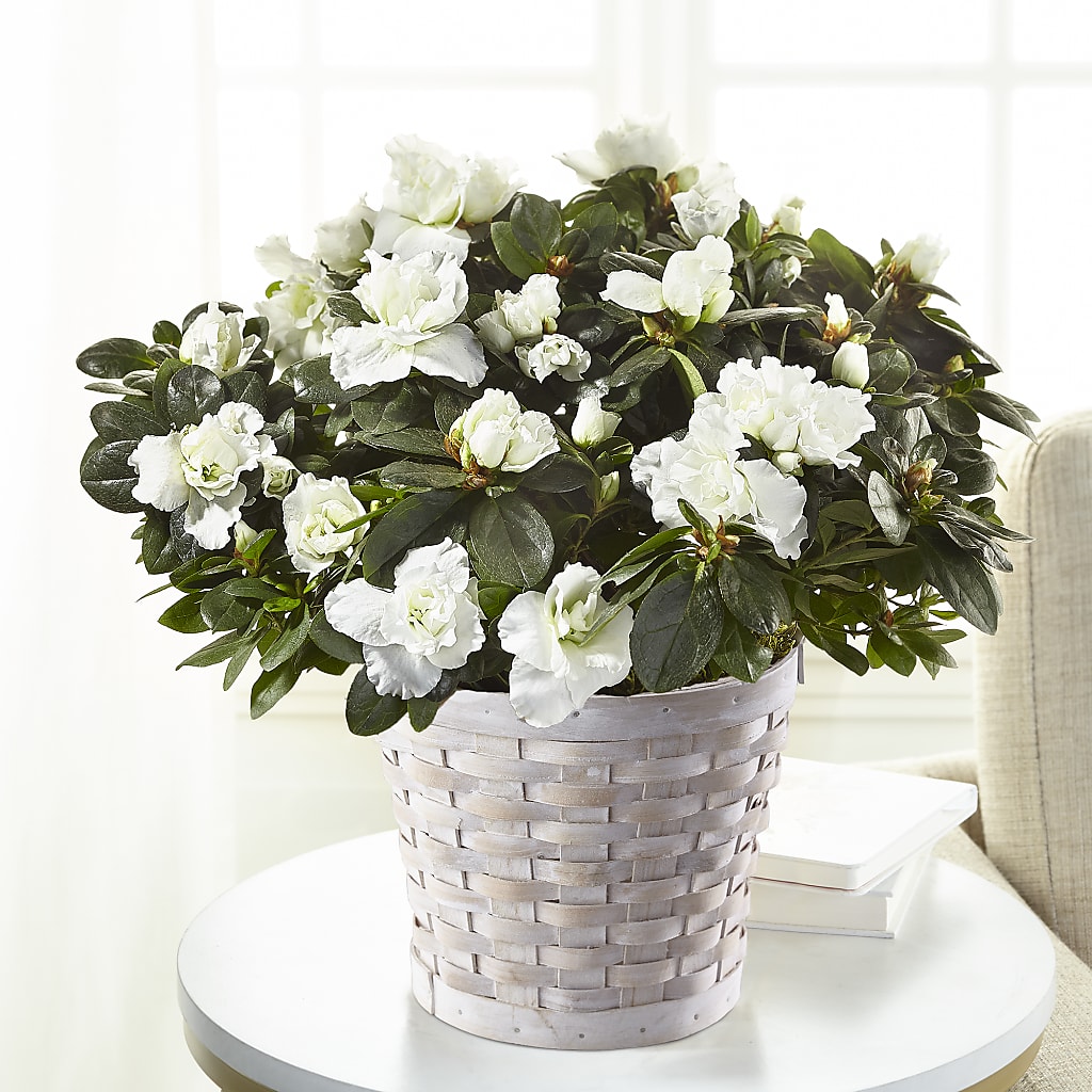 White Azalea Plant – All About Flowers, Bellingham WA