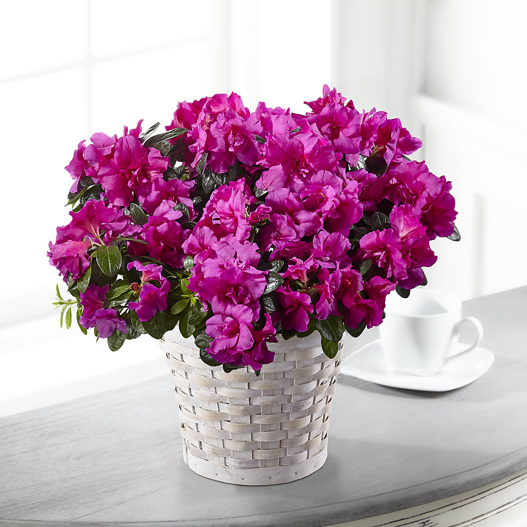 Hope & Serenity Azalea Plant – All About Flowers, Bellingham WA