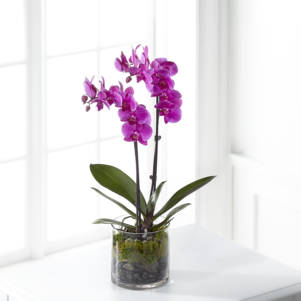 Pink Orchid Plant – All About Flowers, Bellingham WA