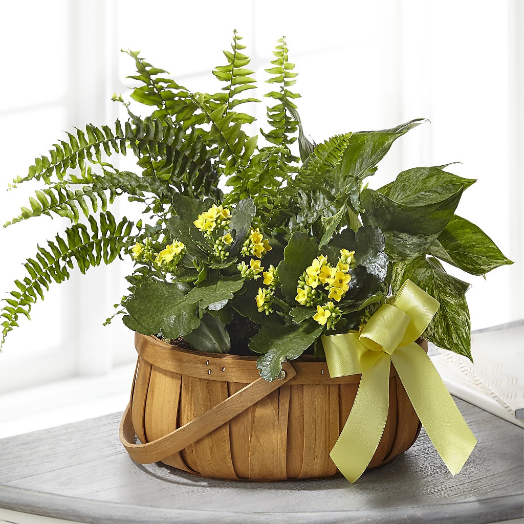Always Dear Dishgarden – All About Flowers, Bellingham WA