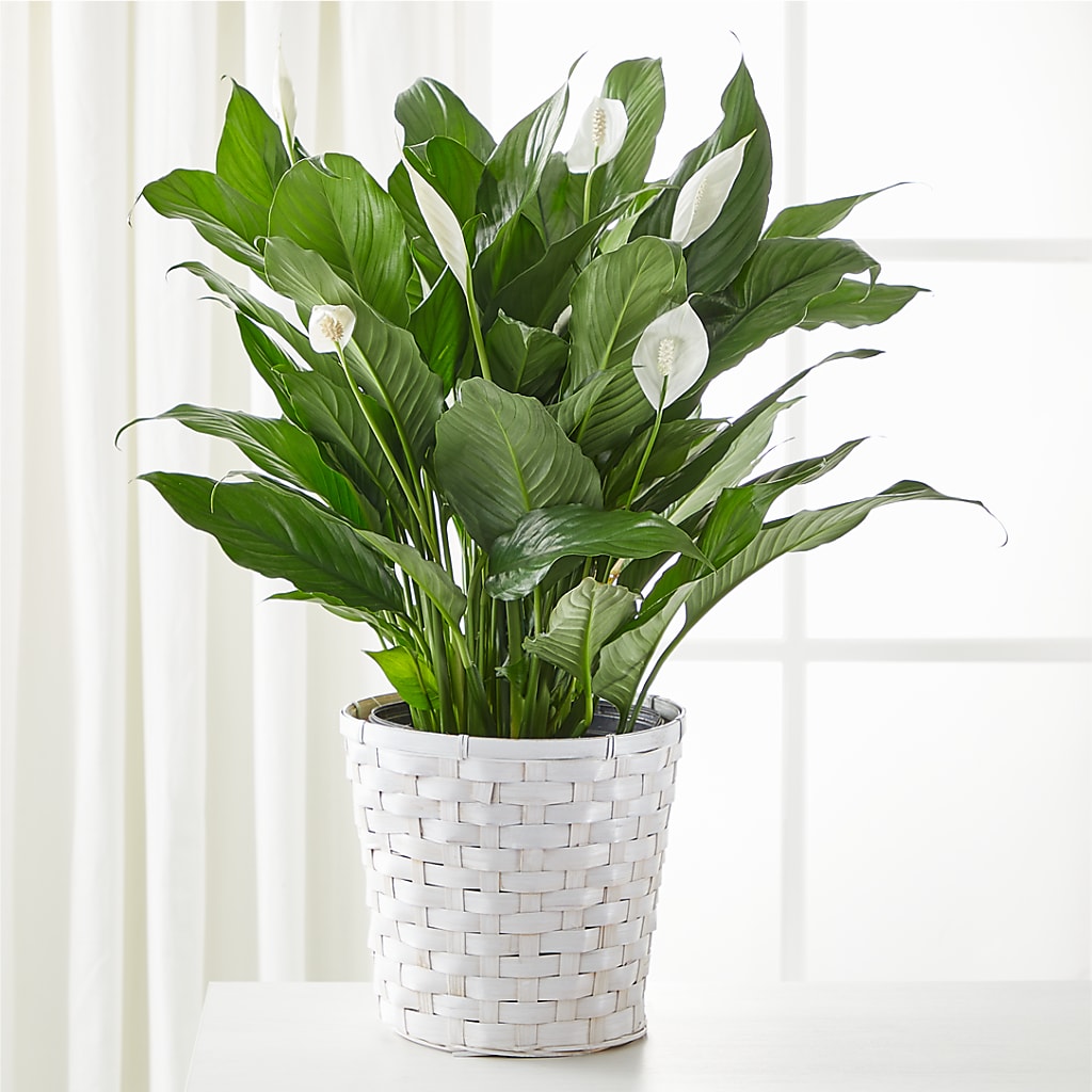 A New Leaf Peace Lily – All About Flowers, Bellingham WA
