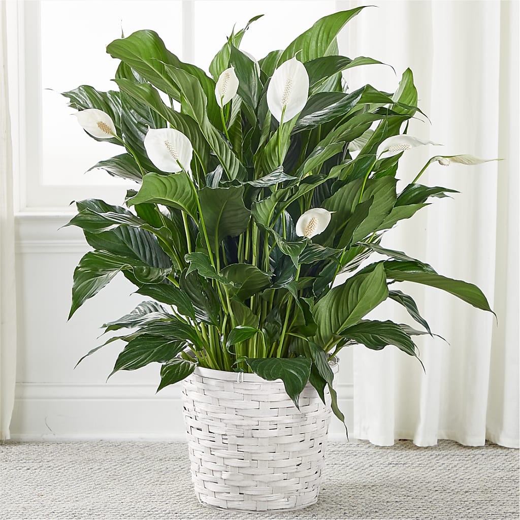 A New Leaf Peace Lily – All About Flowers, Bellingham WA