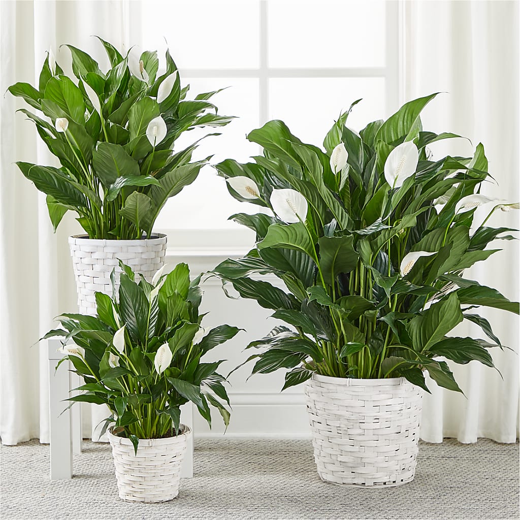 A New Leaf Peace Lily – All About Flowers, Bellingham WA