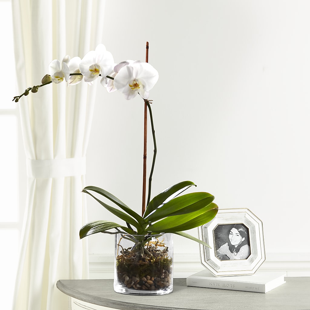 White Orchid Planter – All About Flowers, Bellingham WA