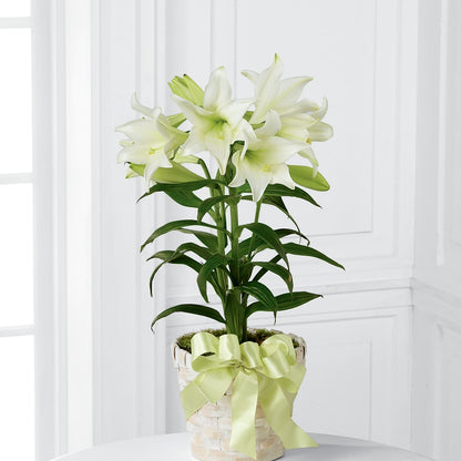 Easter Lily Plant –  All About Flowers, Bellingham WA