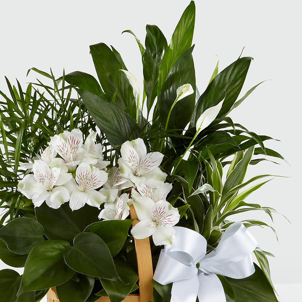 Peace & Serenity Dishgarden –  All About Flowers, Bellingham WA