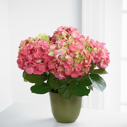 Pink Hydrangea Planter –  All About Flowers, Bellingham WA