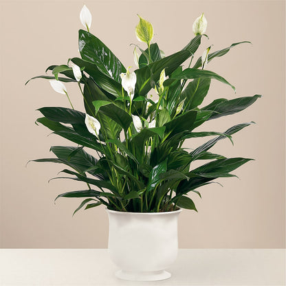 Comfort Planter –  All About Flowers, Bellingham WA