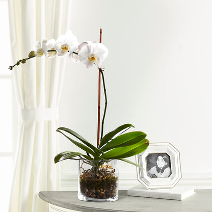 White Orchid Planter –  All About Flowers, Bellingham WA