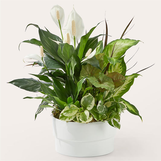 Radiating Positivity Dishgarden –  All About Flowers, Bellingham WA